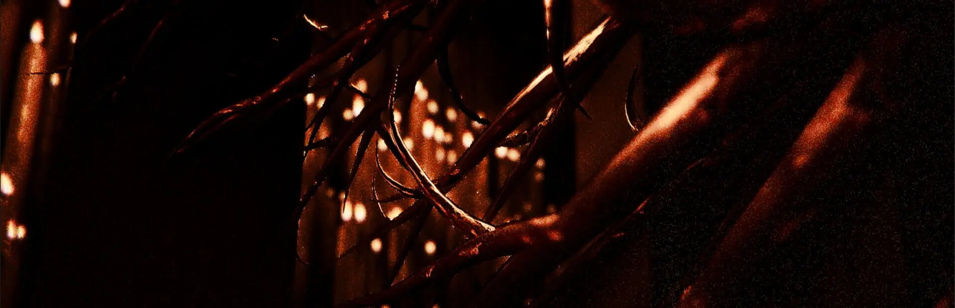 Cult of Flies
