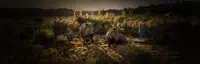 Wild Terrain